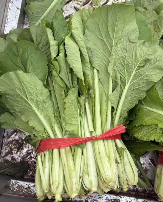 【YC】新鲜小白菜   石家庄  大河市场 商品图0
