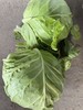 【YC】新鲜绿甘蓝 石家庄 大河市场 商品缩略图1