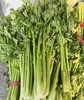 【YC】新鲜芹菜  石家庄  大河市场 商品缩略图1