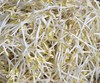 【YC】绿豆芽  石家庄  大河市场 商品缩略图1