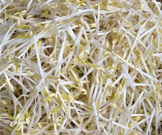 【YC】绿豆芽  石家庄  大河市场 商品图1