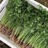 【YC】新鲜香菜  石家庄  大河市场 商品缩略图1
