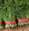 【YC】新鲜茴香  石家庄  大河市场 商品缩略图1