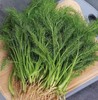 【YC】新鲜茴香  石家庄  大河市场 商品缩略图0