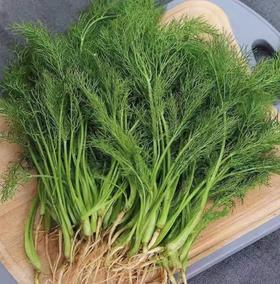 【YC】新鲜茴香  石家庄  大河市场