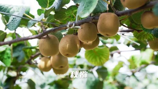 猕猴桃全新新品种！竟有草莓、芒果、凤梨香气？ 商品图5