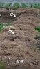 猕猴桃全新新品种！竟有草莓、芒果、凤梨香气？ 商品缩略图3