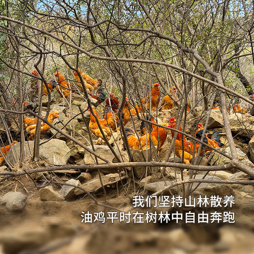 【送礼必备】北京油鸡甄选礼盒 山林散养农家油鸡 煲汤鲜美 纯粮食喂养 新鲜宰杀急冻锁鲜 商品图3