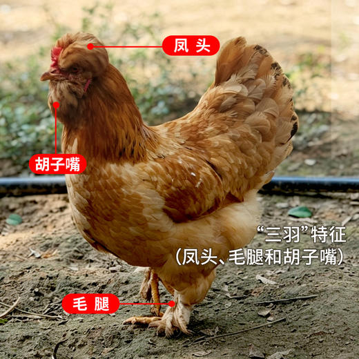 【送礼必备】北京油鸡甄选礼盒 山林散养农家油鸡 煲汤鲜美 纯粮食喂养 新鲜宰杀急冻锁鲜 商品图2