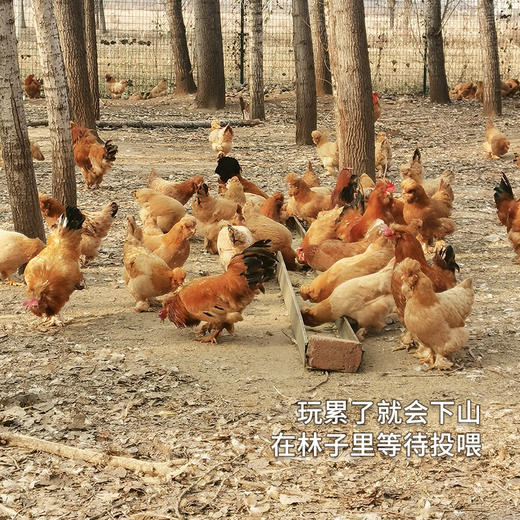 【送礼必备】北京油鸡甄选礼盒 山林散养农家油鸡 煲汤鲜美 纯粮食喂养 新鲜宰杀急冻锁鲜 商品图5