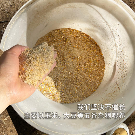 【送礼必备】北京油鸡甄选礼盒 山林散养农家油鸡 煲汤鲜美 纯粮食喂养 新鲜宰杀急冻锁鲜 商品图6