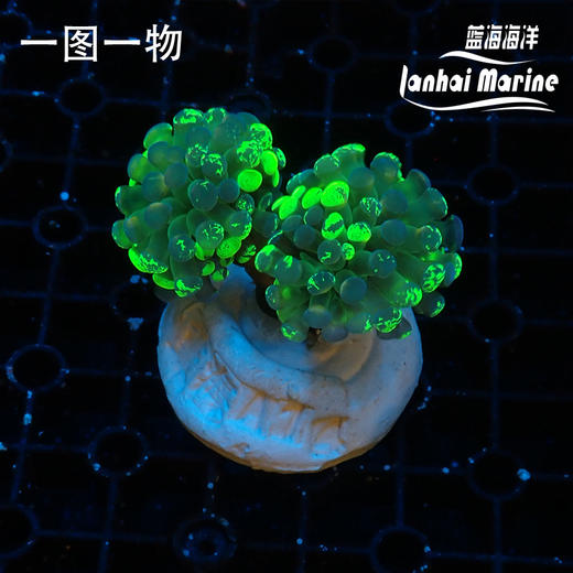 人工泼墨榔头 商品图3