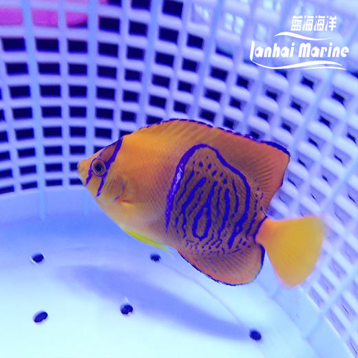 人工混种国王 商品图4