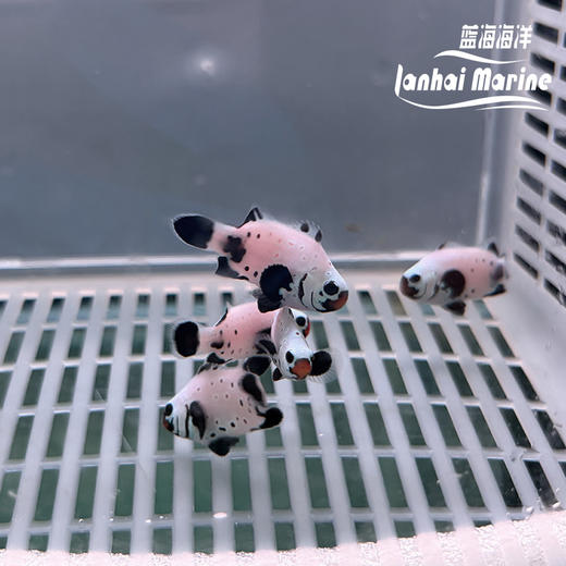 人工喷点黑雪印 商品图1