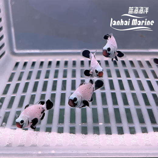 人工喷点黑雪印 商品图2