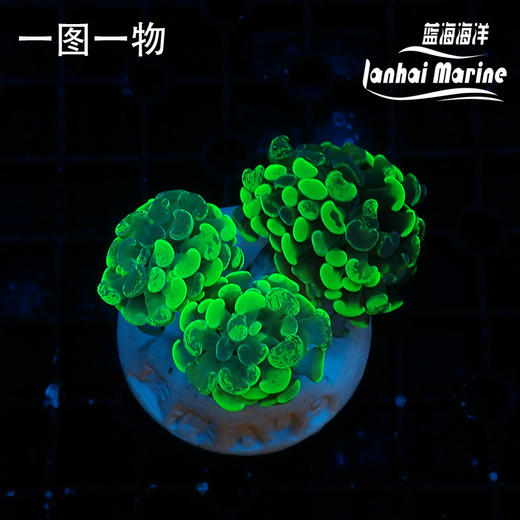 人工泼墨榔头 商品图0