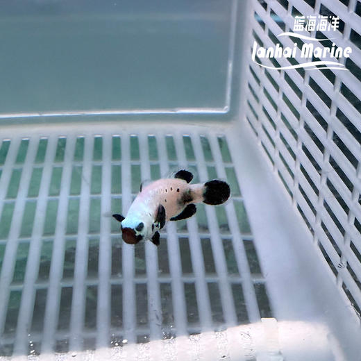 人工喷点黑雪印 商品图5