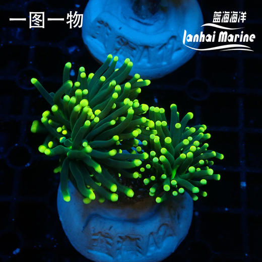 人工彩点火柴 商品图1