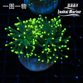 人工彩点火柴