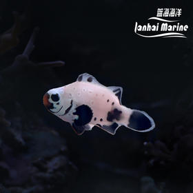 人工喷点黑雪印