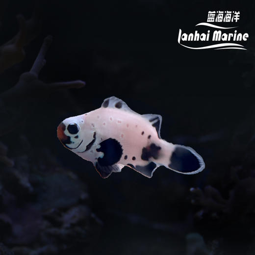 人工喷点黑雪印 商品图0