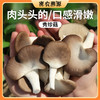 农家种植秀珍菇不带跟 240g 食用菌菇 新鲜现摘蘑菇 肉头滑嫩 适合素炒和油炸 商品缩略图0