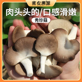 农家种植秀珍菇不带跟 240g 食用菌菇 新鲜现摘蘑菇 肉头滑嫩 适合素炒和油炸