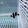 人工澳黑 商品缩略图4