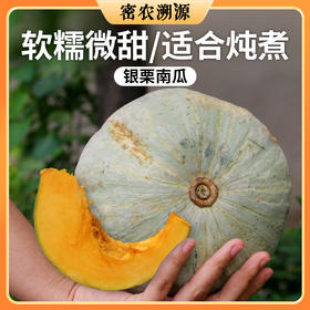 密云银栗南瓜 现摘现发粉糯板栗味 适合蒸着吃熬粥南瓜