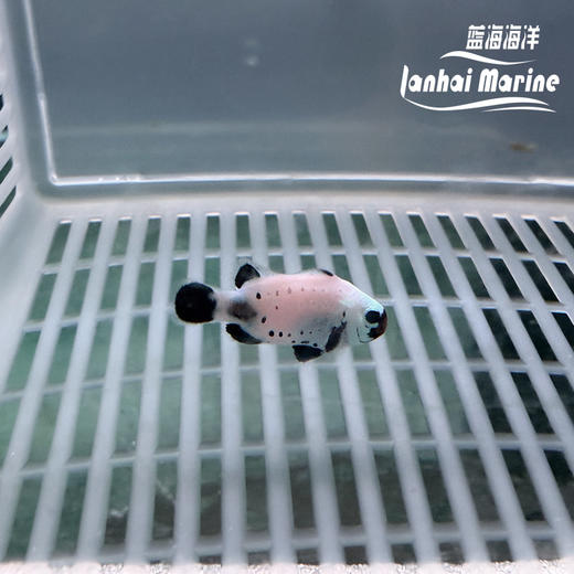 人工喷点黑雪印 商品图6