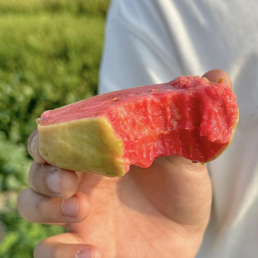 热卖中！送酸梅粉！【京东发货】广东澄海草莓芭乐/奶油芭乐 树熟精品大果 高维C低热量 现摘现发 商品图8