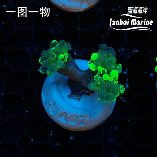 人工泼墨榔头 商品图2