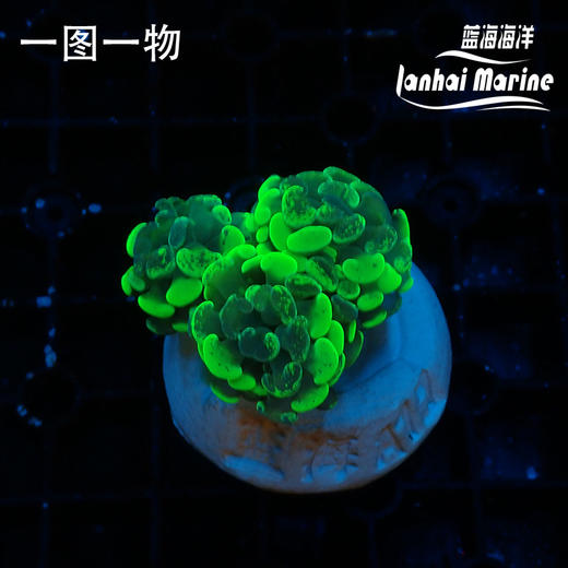 人工泼墨榔头 商品图1