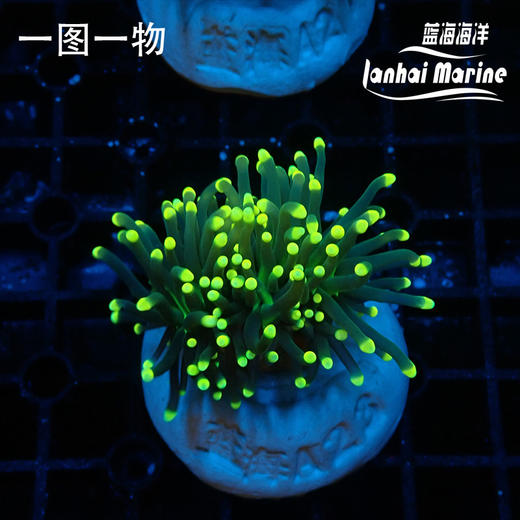 人工彩点火柴 商品图4