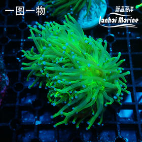 人工绿火柴