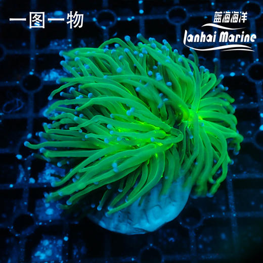 人工绿火柴 商品图1