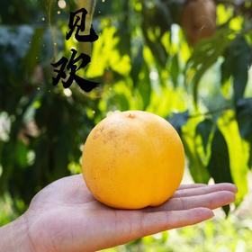 山东丑桃