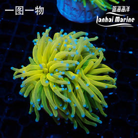 人工金火柴 圣杯金