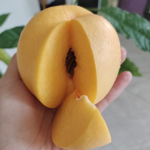 山东丑桃 商品图4