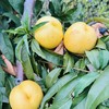 山东丑桃 商品缩略图6