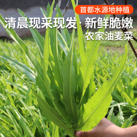 密云新鲜油麦菜300g  每日现摘  色泽淡绿  脆嫩清香  炒食、涮锅、凉拌皆宜