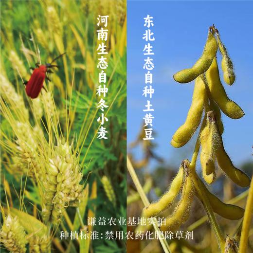 【谦益】谦益香畴黄豆酱 酱香浓郁 自然咸鲜 自然农法土黄豆晒制 280g  多联装 商品图5