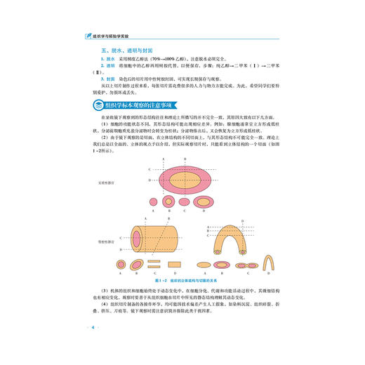 组织学与胚胎学实验 霍小蕾 主编 普通高等教育应用型本科医药类实验教材 供临床医学 基础医学及相关专业用 中国医药科技出版社 商品图4