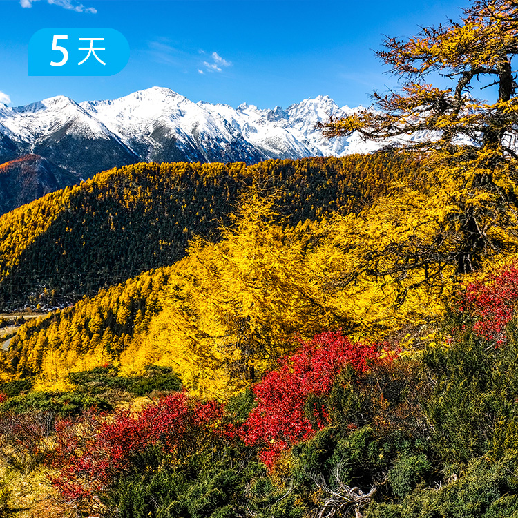 金秋白马雪山|云南秋景天花板 21公里徒步露营 走进扎拉雀尼 邂逅梅里白马双神山 5日