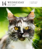 【2027年日历】Cat Page-A-Day Gallery Calendar 2027: A Delightful Gallery of Cats for Your Desktop / 猫每日画廊 商品缩略图3