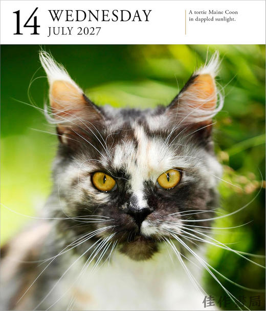 【2027年日历】Cat Page-A-Day Gallery Calendar 2027: A Delightful Gallery of Cats for Your Desktop / 猫每日画廊 商品图3
