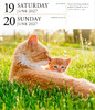 【2027年日历】Cat Page-A-Day Gallery Calendar 2027: A Delightful Gallery of Cats for Your Desktop / 猫每日画廊 商品缩略图4