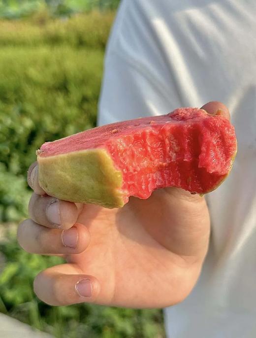 澄海草莓红心芭乐/奶油白心芭乐 | 切开就是粉红果肉，天生自带一种清新草莓香，满足感瞬间爆棚 商品图3