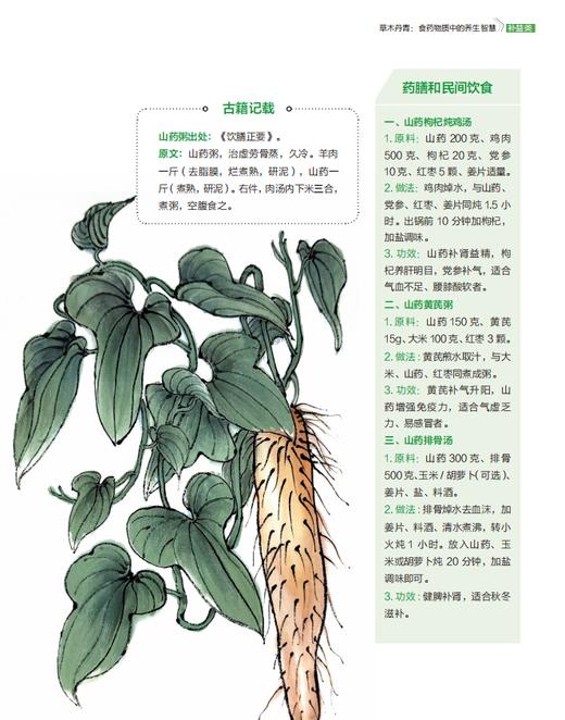 草木丹青：食药物质中的养生智慧 冯磊 编 9787030857699 商品图9