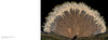 【现货】Jon McCormack: Patterns: Art of the Natural World / 乔恩·麦科马克：图案：自然世界的艺术 商品缩略图3
